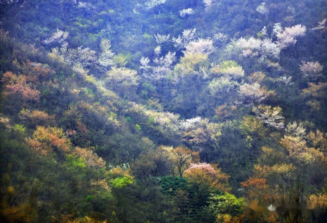 罗山县朱堂乡:漫步老寨山 感受樱花美_乡村旅游_游客_茶树