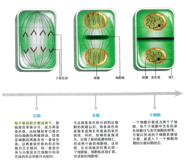 从着丝点到着丝粒：新教材为什么要“一字之变”？_染色_生物学_单体