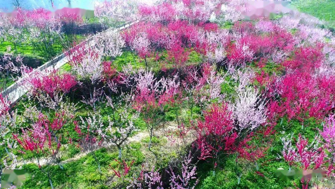 花开商洛 | 到桃花谷,带您"桃醉"整个春天~_丹凤_枝头_春光