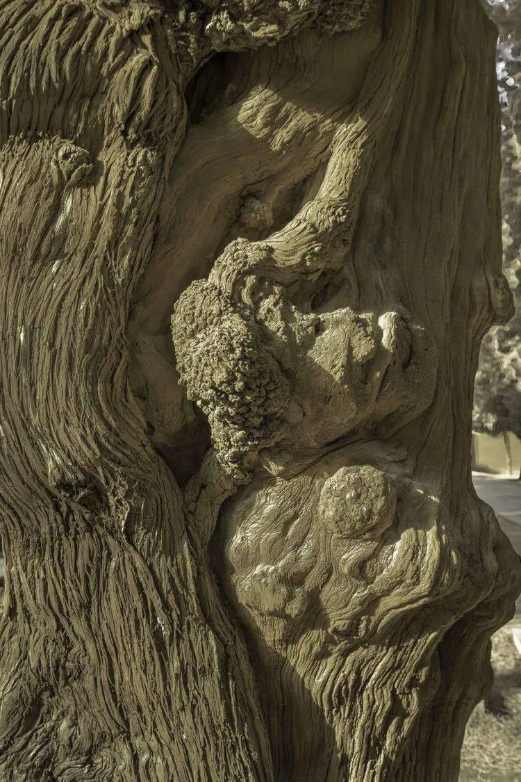 风光摄影:太昊陵_树耳_飞机_建筑