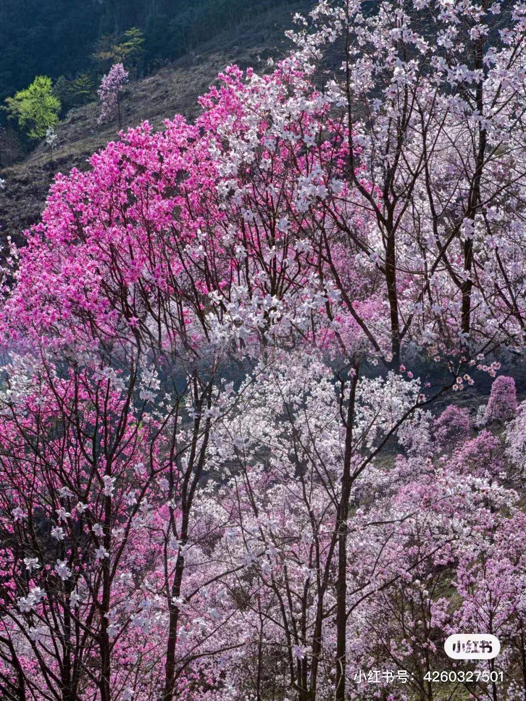 辛夷花（辛夷花 玉兰） 第6张