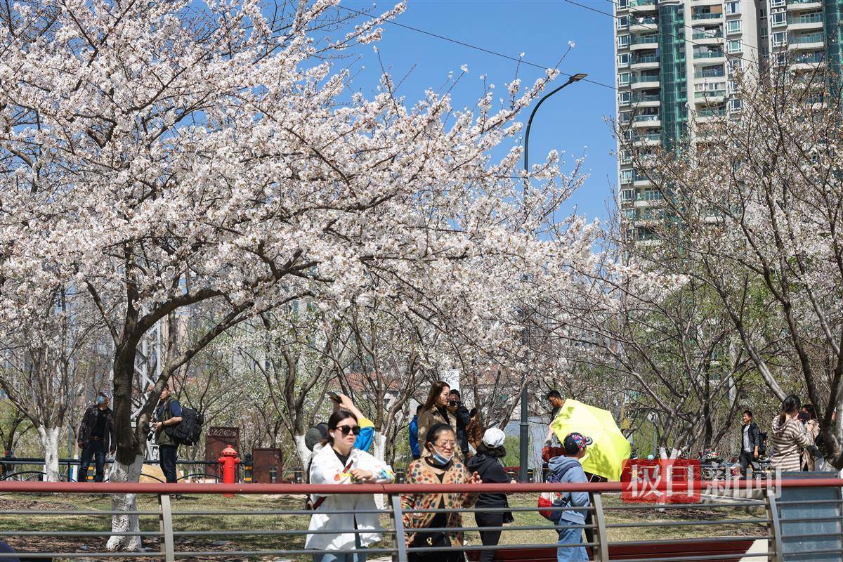 武汉市汉口西北湖公园千株樱花盛装迎客