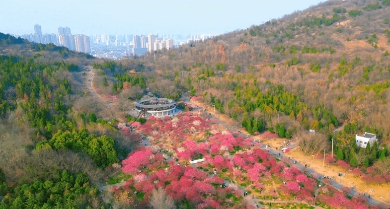 山南梅园停车指南来啦_淮南_安徽省_乡村旅游