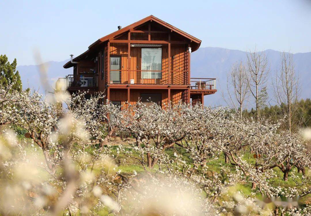 风展红旗 如画三明 | 建宁桃梨花最佳赏花期来啦!