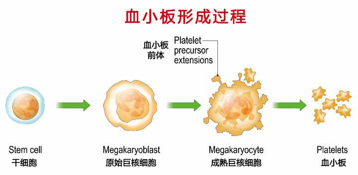 血小板主要功能是凝血和止血,是一种对人体凝血功能有重要作用的血液