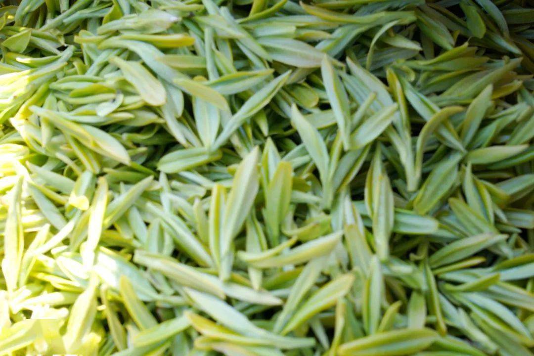 康县阳坝镇:春茶采摘时 "茶香"促振兴_宋家沟_茶叶_工作