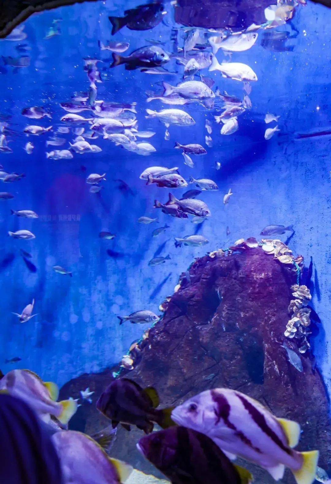 漫步在海产博物馆,你可以在梦幻水母宫里欣赏晶莹剔透,五彩斑斓的水母