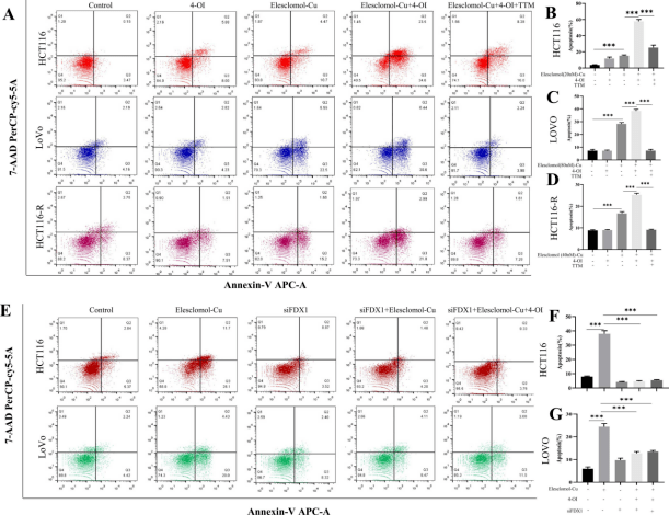 a-d:流式细胞术显示4-oi诱导hct116,lovo和hct116-r细胞的凋亡e-g:fd