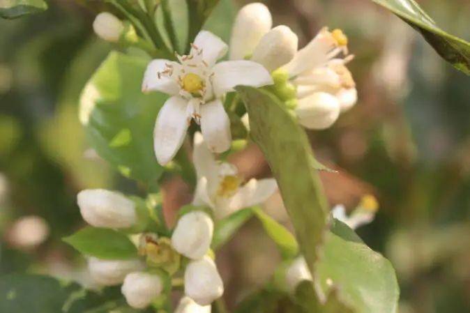 玳玳花（玫瑰花菊花玳玳花泡水喝的功效） 第2张