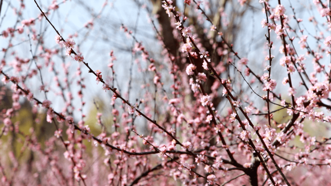 赏花合理时！一路领略花开长清