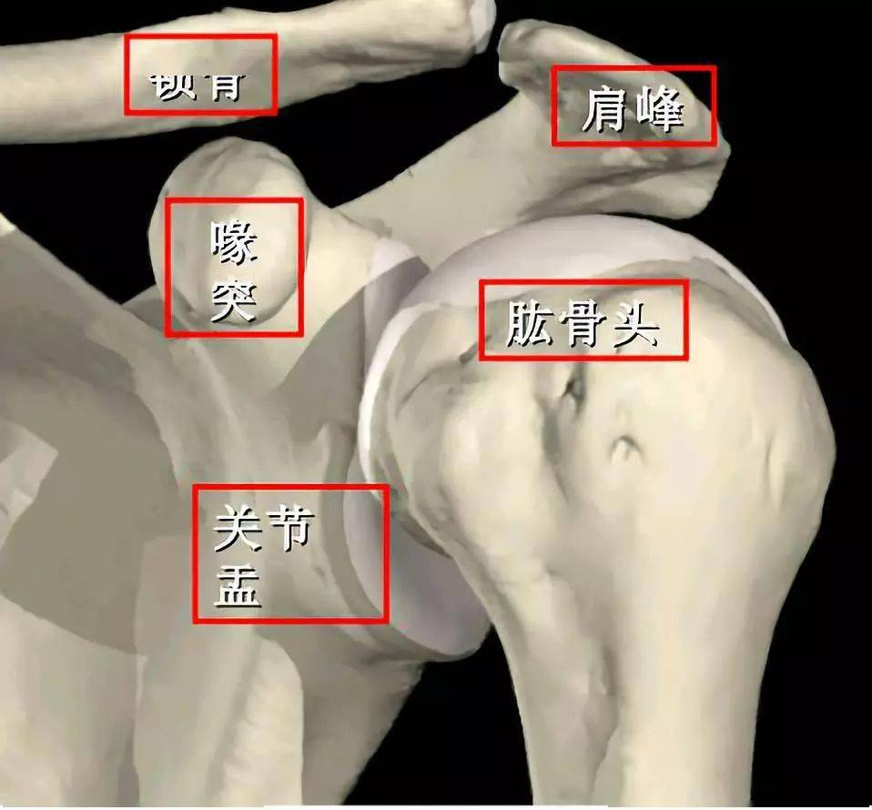 肩袖位置图图片