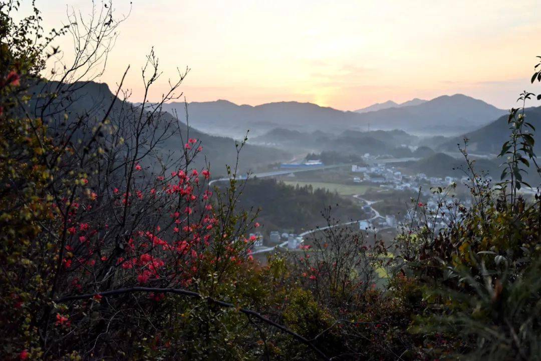 燕山杜鹃绽放 日出美景吸睛_游客_祁门_柏溪乡