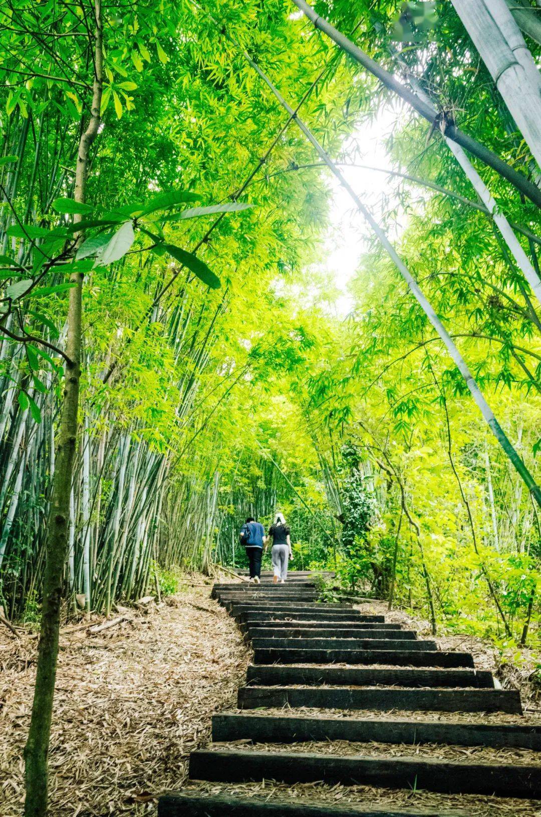 舍不得公开的广州春游胜地都是封面级别好看