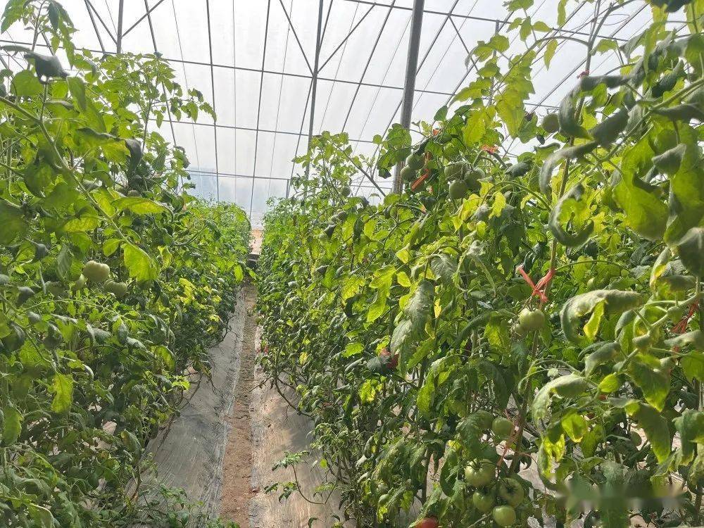 王前进采用钢构大棚种植西红柿,并严格要求西红柿的行距和株距进行
