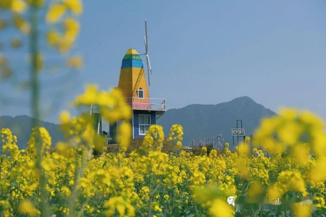 青田小舟山油菜花图片