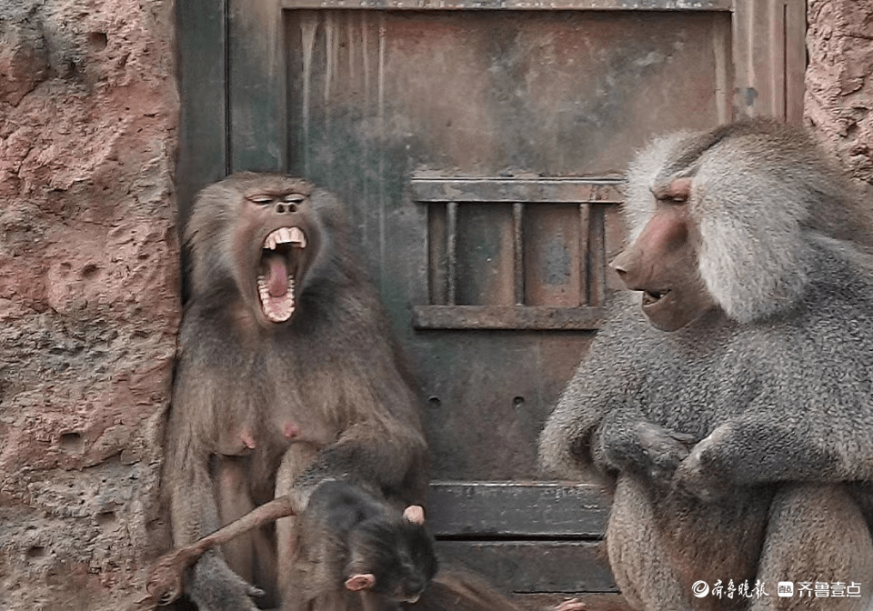济南野生动物世界内,"吵架"的狒狒_齐鲁_戚勇_通道