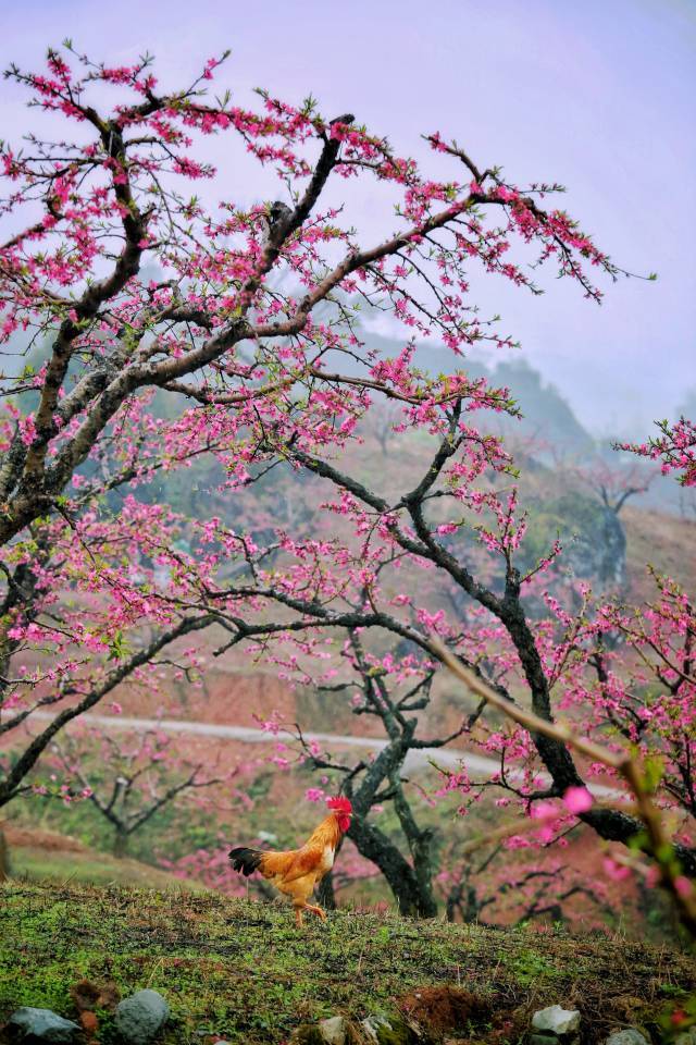 踏入廣州從化江埔的桃花小鎮,只見桃花開滿十里花溪,小鎮沿路宛如粉色