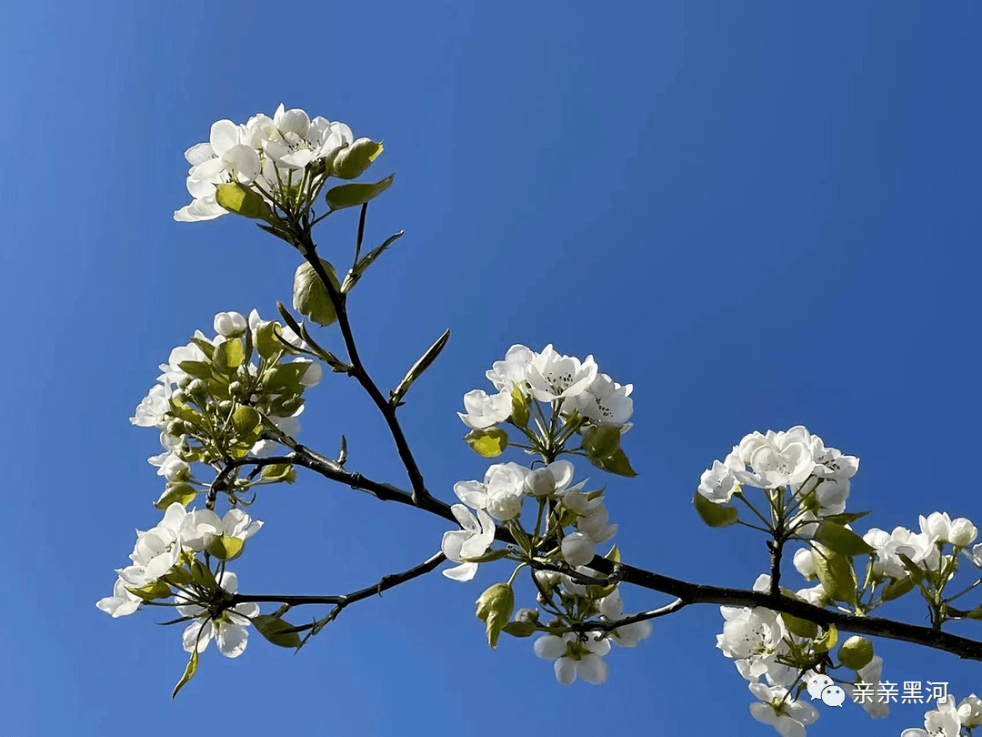 黑河7处赏花旅游目的地_黑龙江省_哈尔滨_杏花
