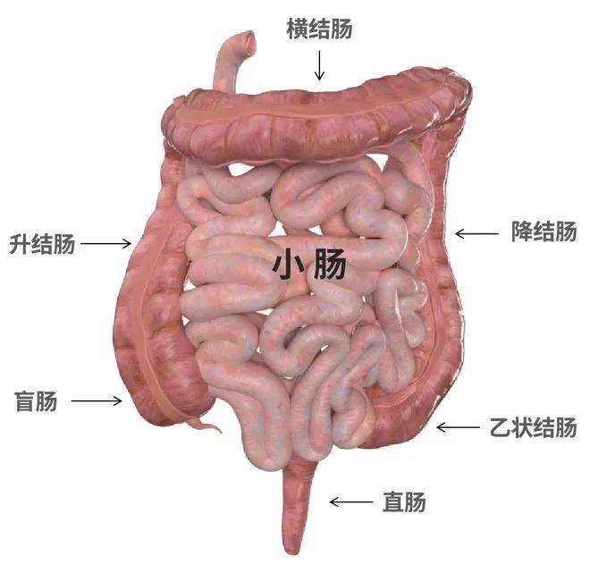 小肠袢图片