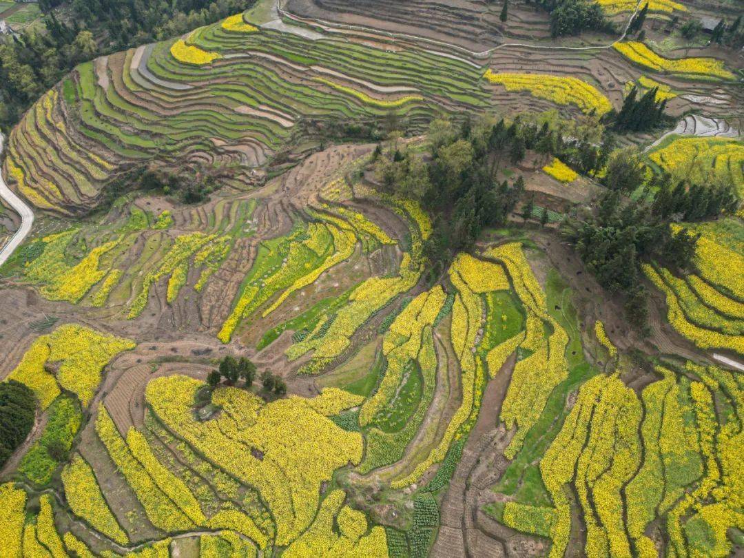 织金县板桥镇:金色美景绘就迷人画卷_发展_乡村_产业
