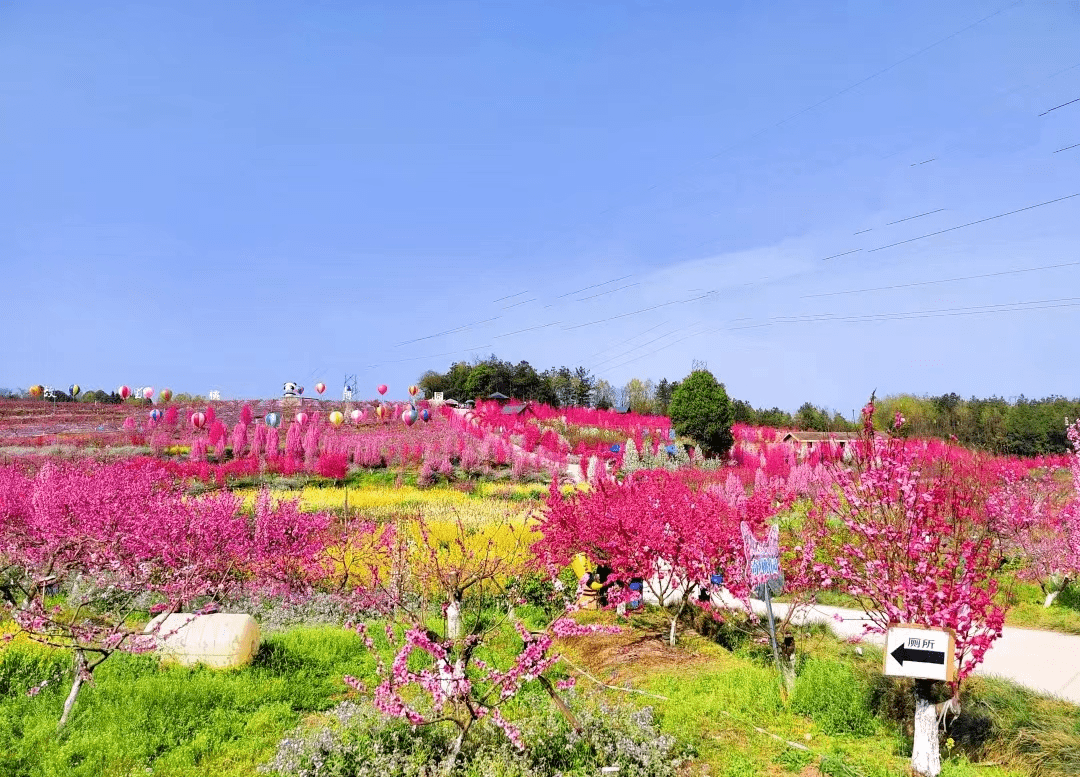 『 青莲镇.桃花山 』赏.桃花江油的桃林美丽极了,欢