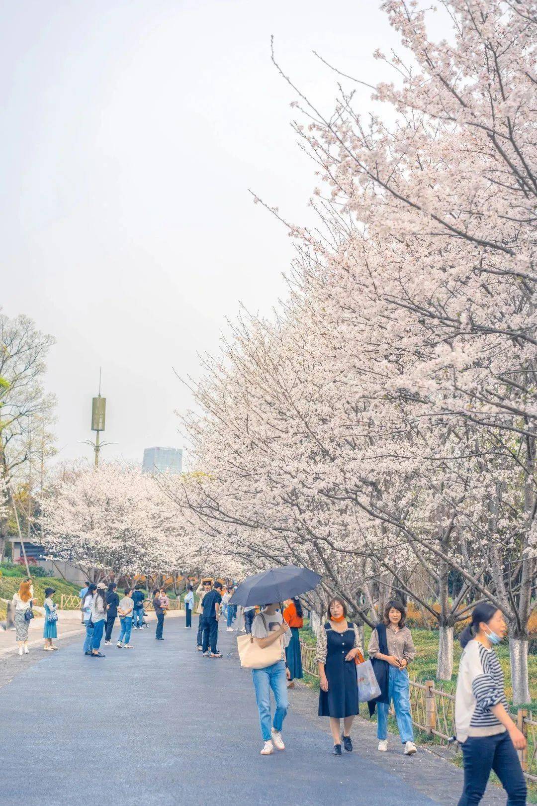 金华樱花公园图片