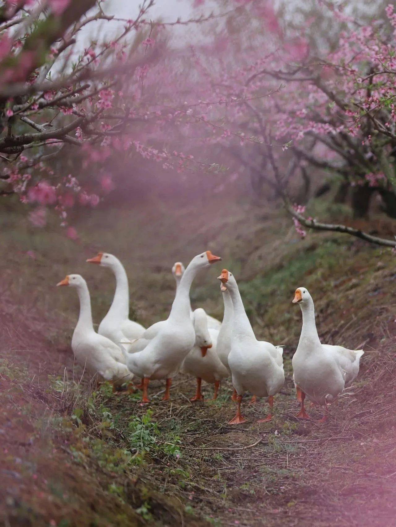 在江夏,一群大鹅走了"桃花运!_摄影_桃园_景色