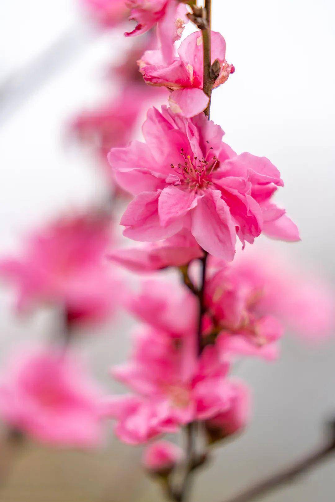 粉色_桃花_生机