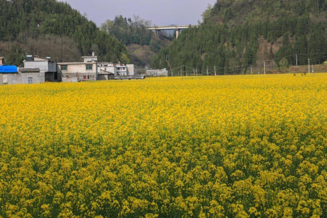 织金县板桥镇:金色美景绘就迷人画卷_发展_乡村_产业