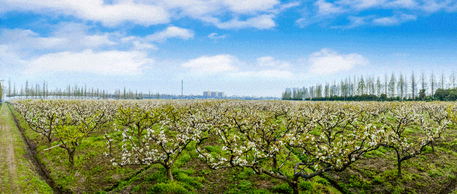 临猗 第五届 生态旅游文化节来啦_活动_梨园_景村