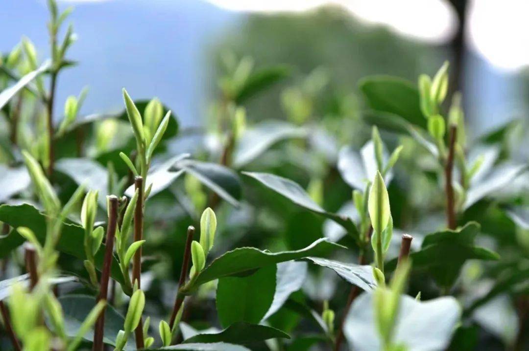 "醉西湖"西湖龙井茶树一年权益公益拍卖即将开启_价值_景区_品牌