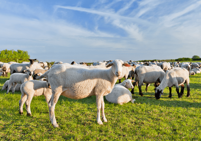 夏季牧场,有机羔羊,内蒙直供,真空顺丰冷链到家_肉质_乌珠穆沁_草原