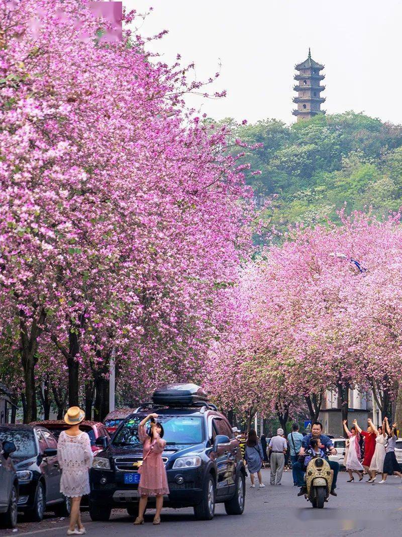 柳州市紫荆花赏花及摄影地点鼎力推荐,请收藏!