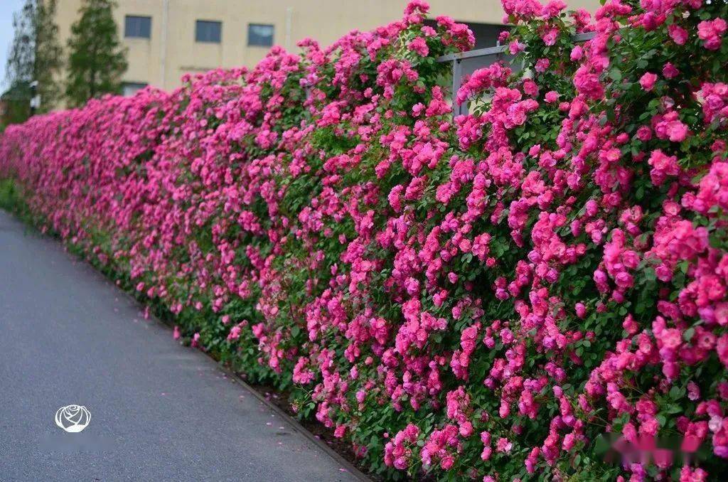 小苗变身大花墙三年时间它就是塑造了虹越的网红花墙