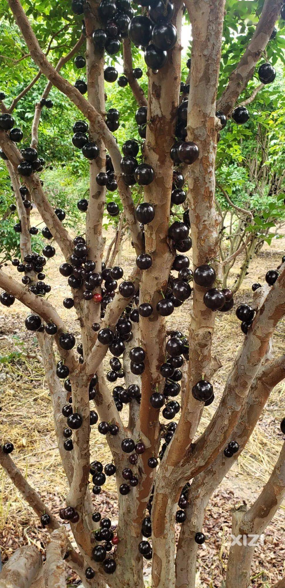 曾经500块一斤的土豪果,如今跌到几十块,在惠东很常见_嘉宝_水果_图片