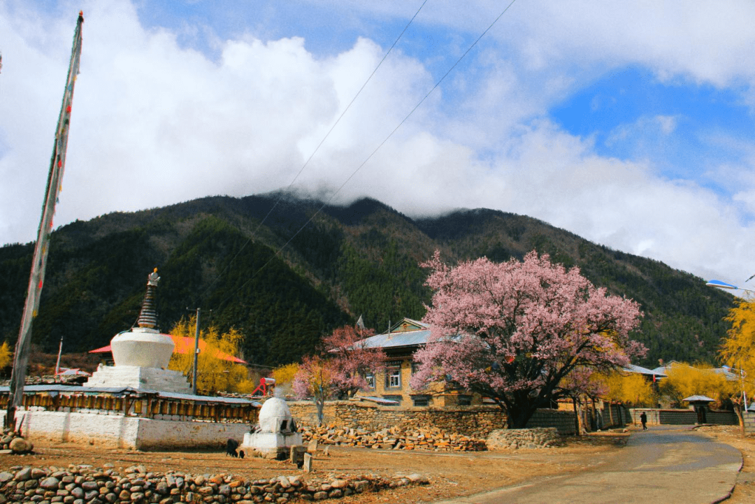 工布江达县最全赏桃花攻略及活动预告来袭!建议收藏!_巴松_线路_巴古