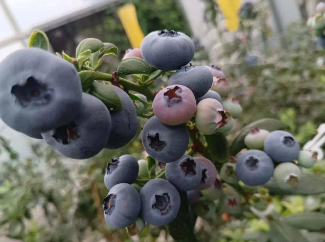 塞拉蓝莓品种介绍图片