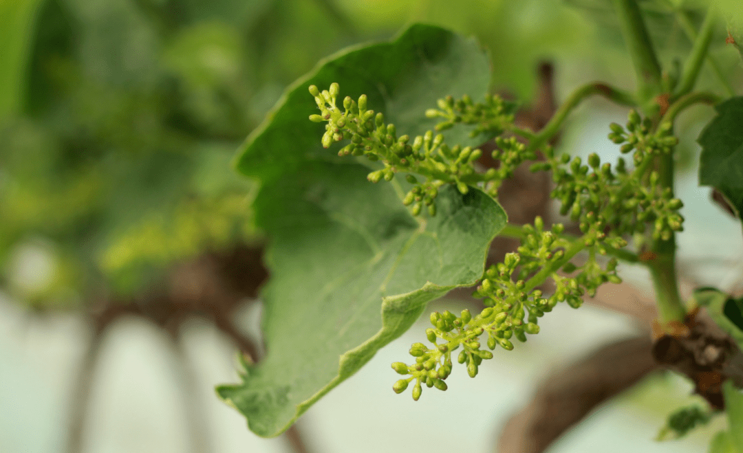 香满芝兰