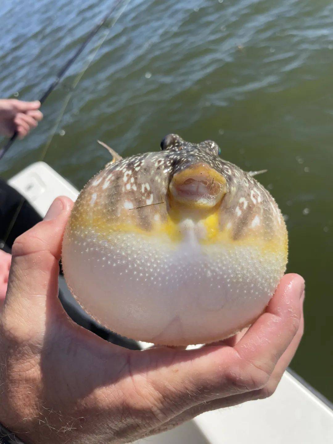 5毫克即可致人死亡,近期已有3人中毒._河豚_食用_毒性