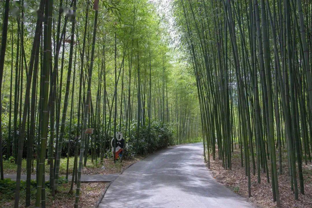 竹子照片 自然风景图片