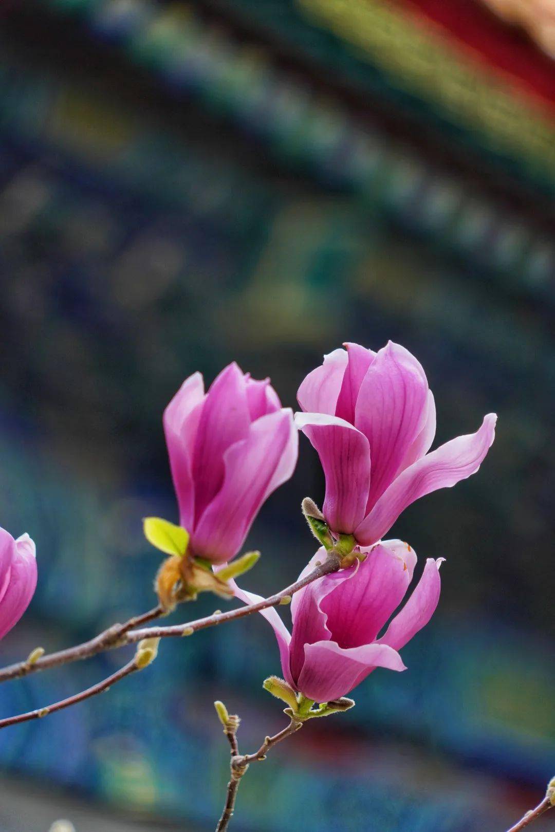 海淀|玉兰香满城,接下来的春季美景由"玉兰"负责～_公园_信息_点位