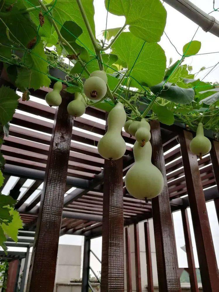 2年前买了个300㎡的露台,打造成屋顶花园,过上了