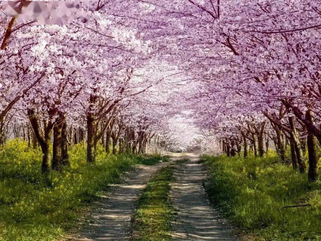 周末,一个近距离感受春天的好地方_花海_新沟_海棠