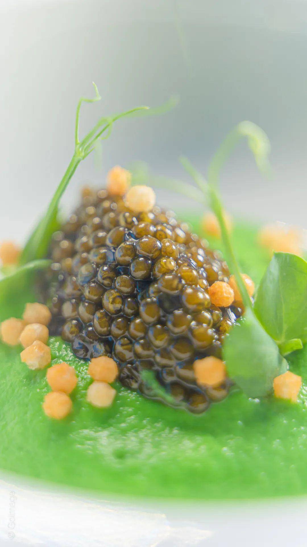 卡露伽魚子醬美食地圖廣州站_碰撞_團隊_菜品