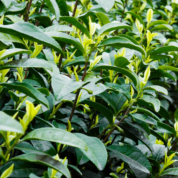 就来到青宁村"三分地"奶白茶基地,基地内的奶白茶树新芽初绽