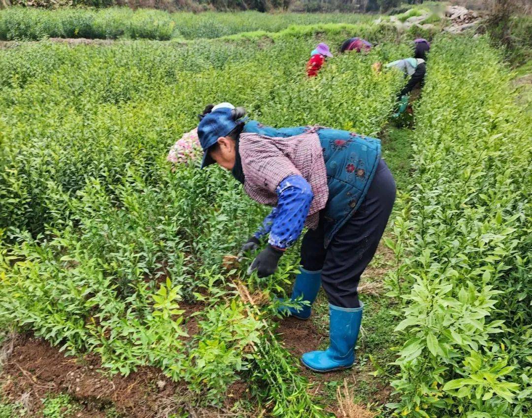 湖南花卉苗木（湖南花卉苗木有哪些品种的） 第2张