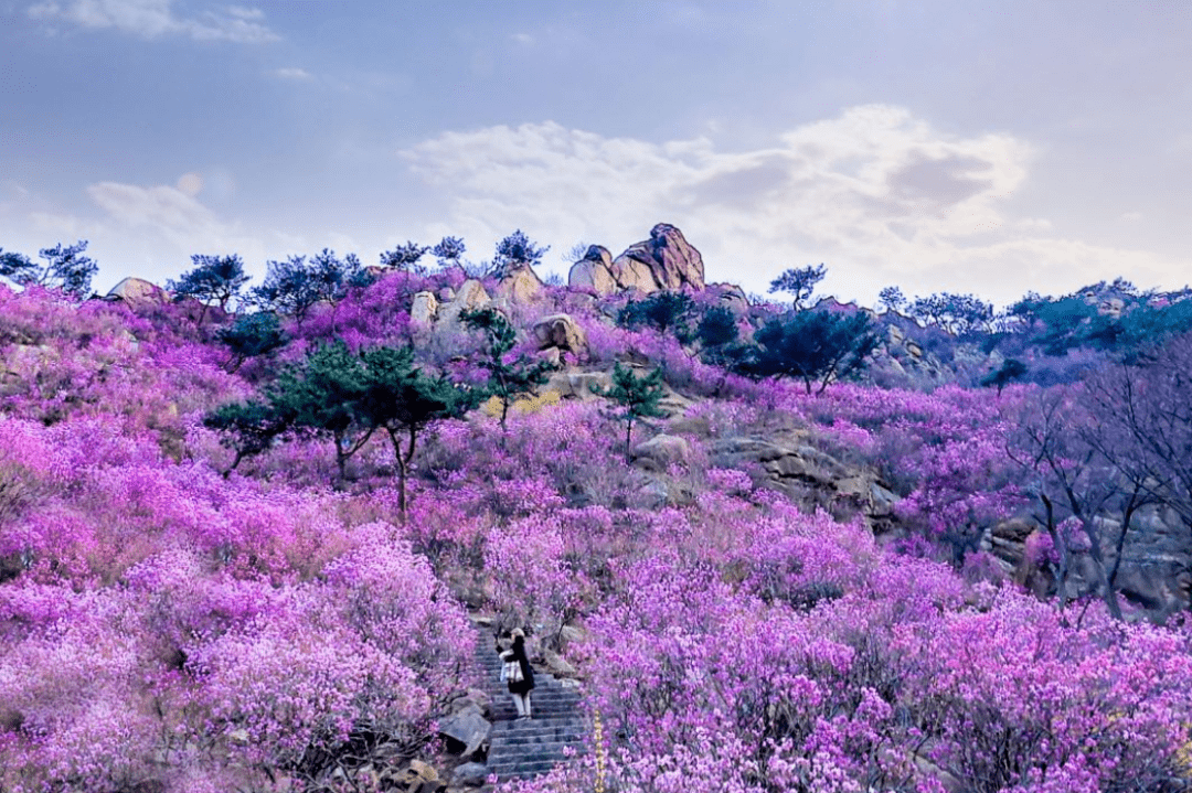 青岛大珠山杜鹃花会即将启幕