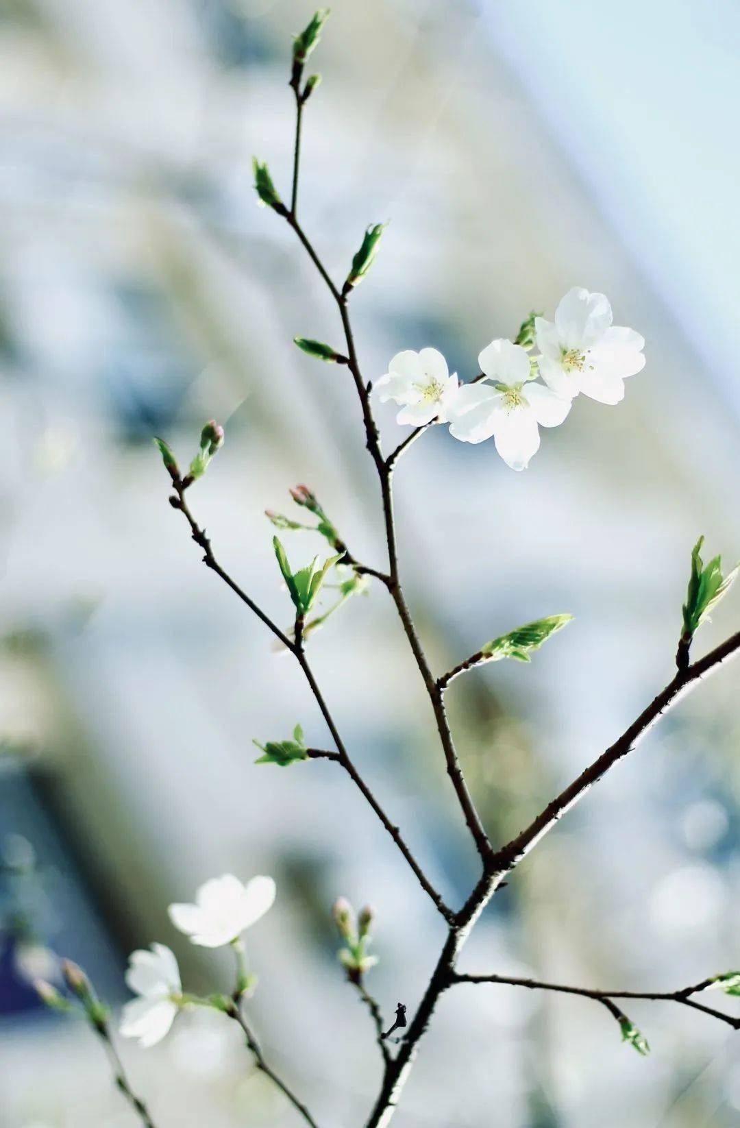 王丽汝独枝花少热闹难找一枝独秀颜色好喜迎蜜蜂来叨扰百花纷扰春风