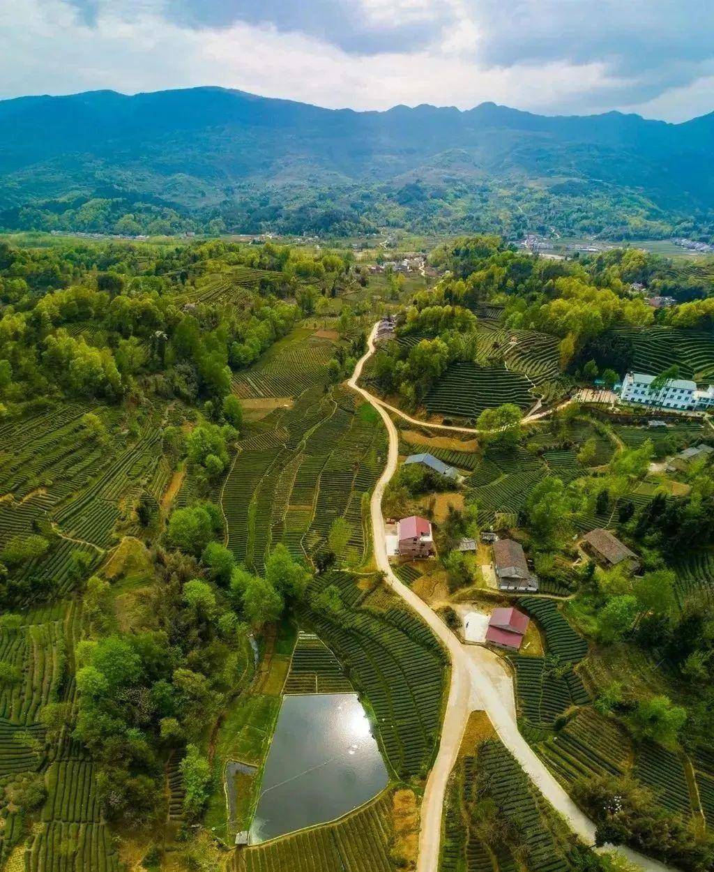 来把春天一饮而尽~_旅游_宁强_茶叶
