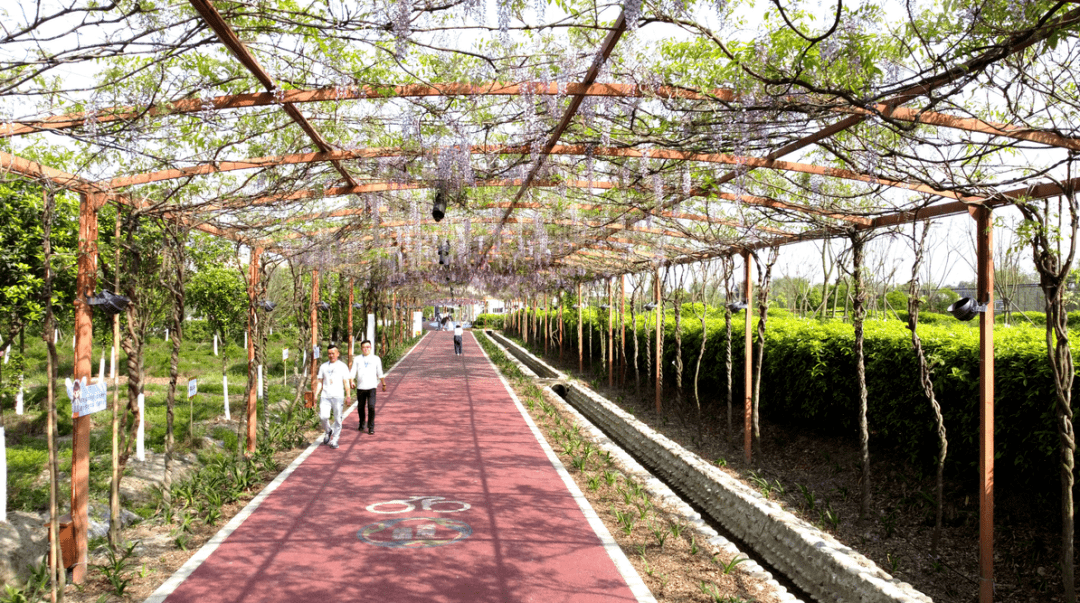 4月2日,相约芳华微马公园_紫藤_新都区_活动